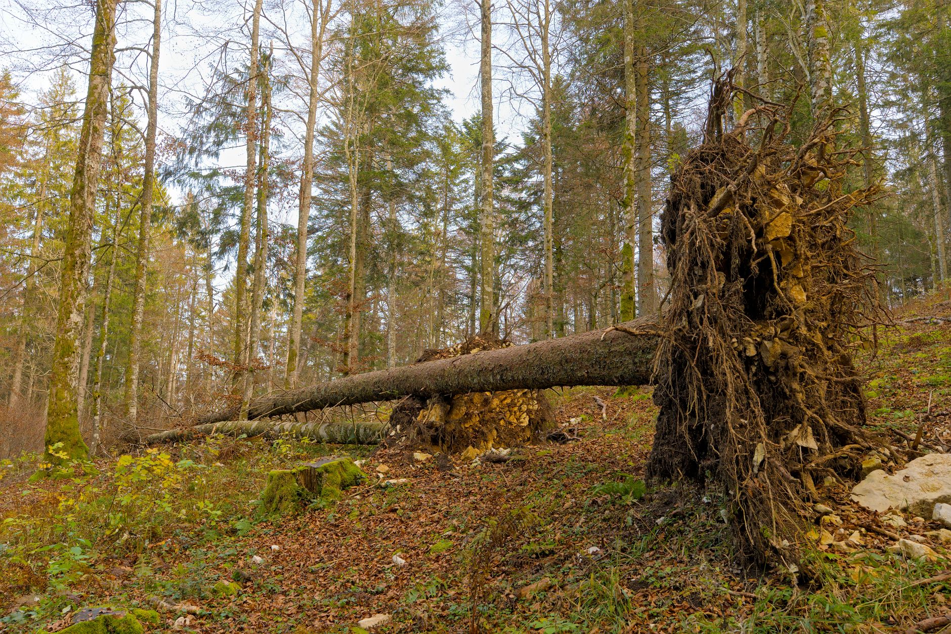 Enlèvement arbre urgence à Le Gosier